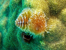 Christmas Tree Worm IMG 3106